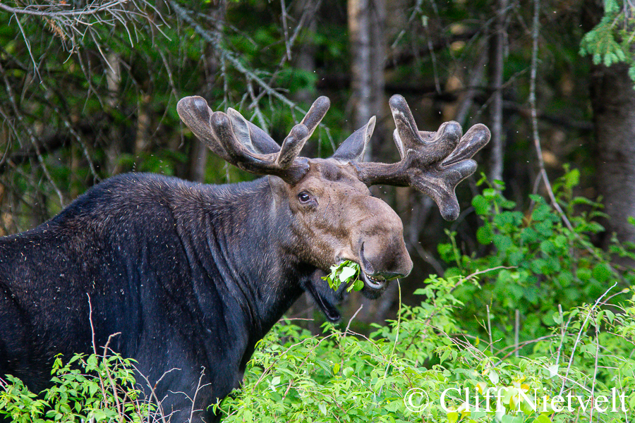A Bull Moose and a Mouthful of Leaves, REF: MOOS019