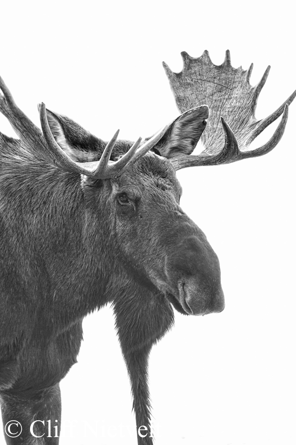 A Black & White Bull Moose, REF: MOOS020