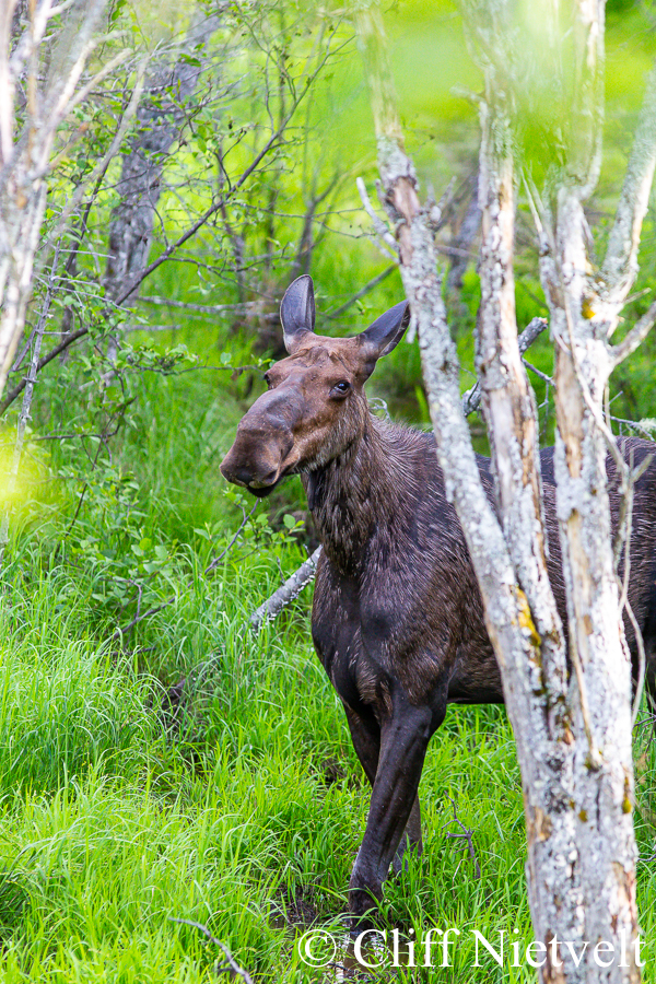 A Cow Moose Among the Birch Trees, REF: MOOS021
