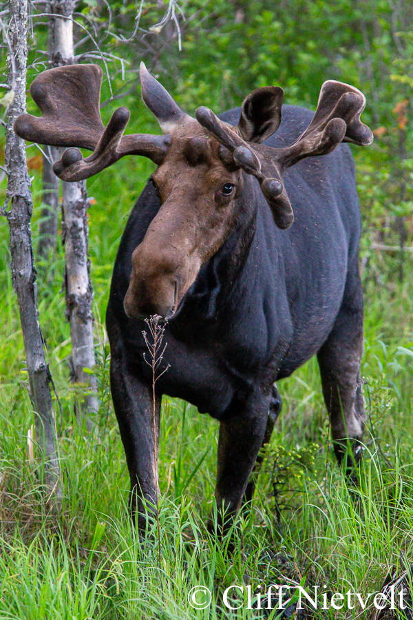 A Watchful Bull Moose, REF: MOOS022
