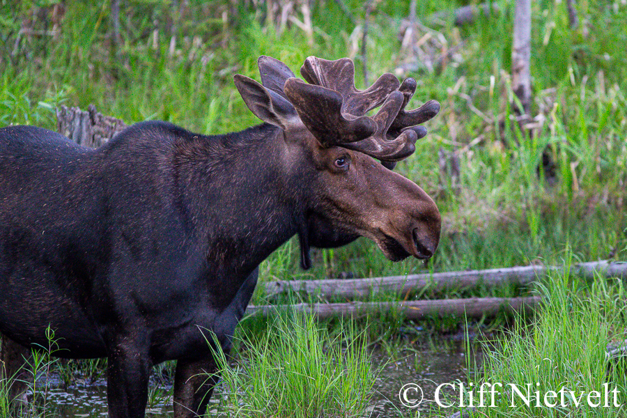 A Bull Moose in Velvet