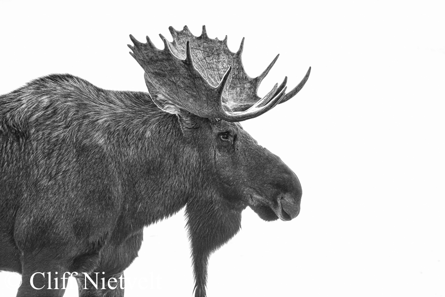 Bull Moose Portrait, REF: MOOS001
