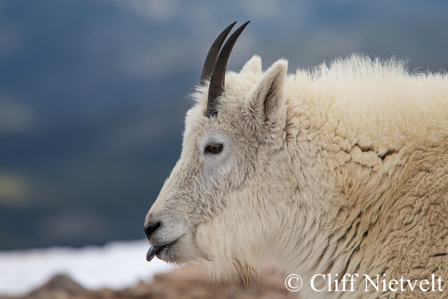 Nanny Mountain Goat Sticking Out Her Tongue, REF: MTGO010