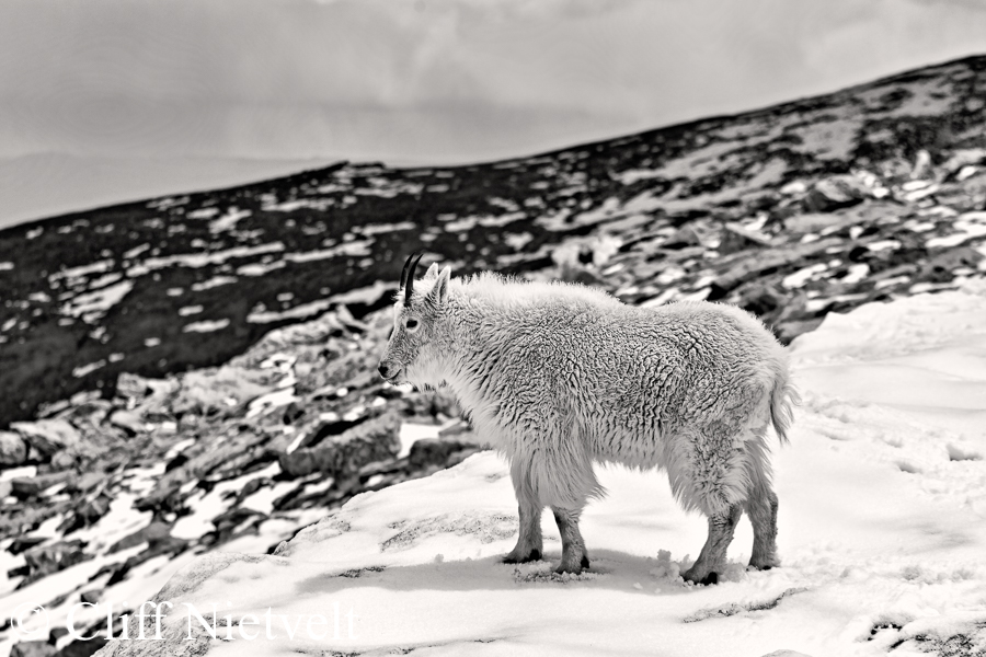 A Nanny Mountain Goat in a Land of Ice and Snow, REF: MTGO012