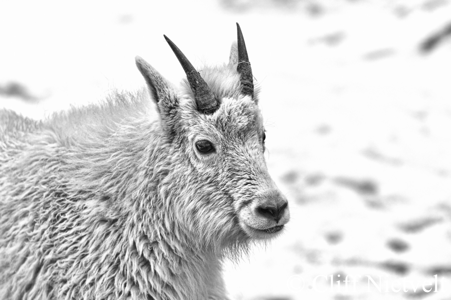 Black and White Mountain Goat Kid, REF: MTGO013