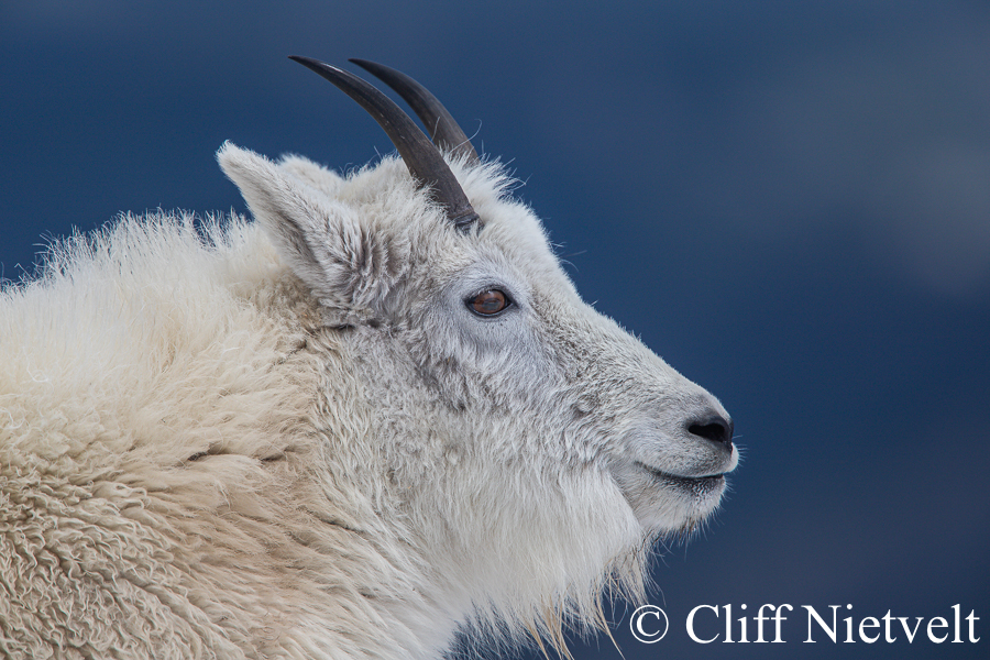 A Peaceful Nanny Mountain Goat, REF: MTGO014