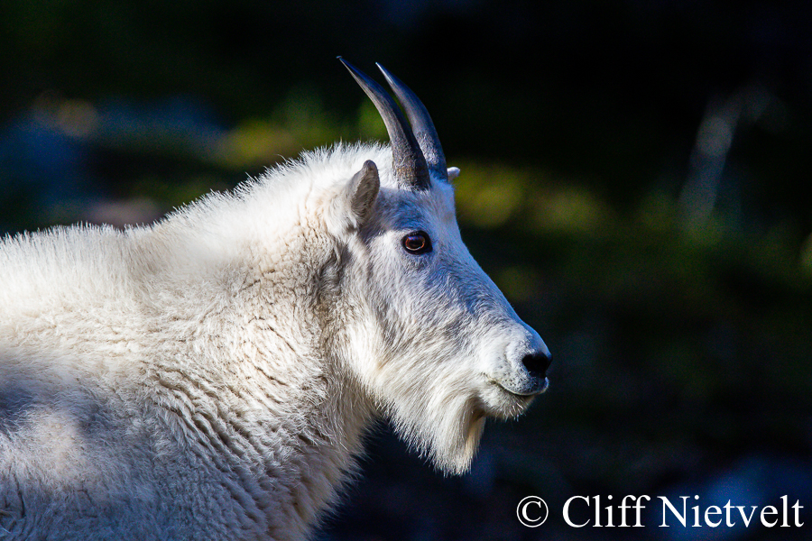 A Nanny Mountain Goat in the Shadows, REF: MTGO015