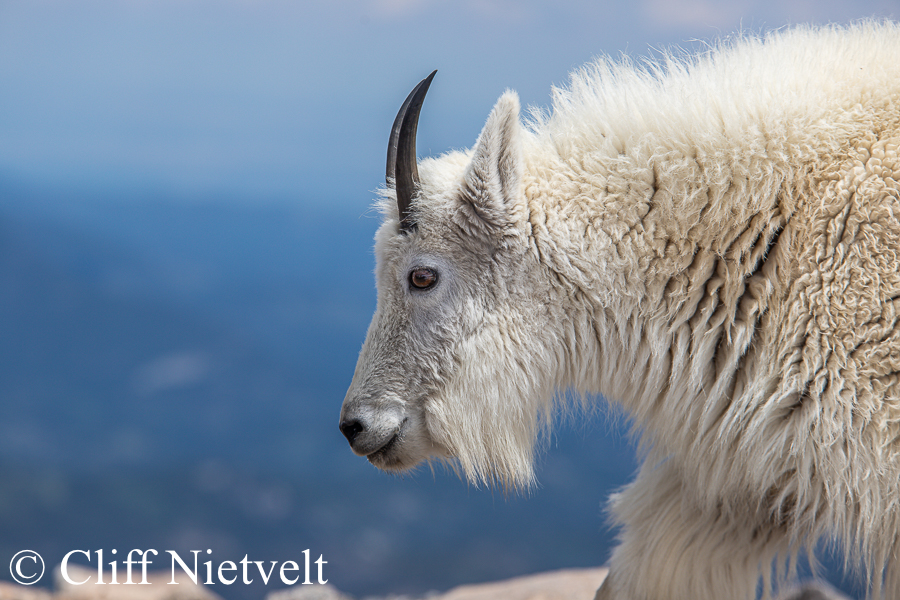 Back-lit Nanny Mountain Goat, REF: MTGO017