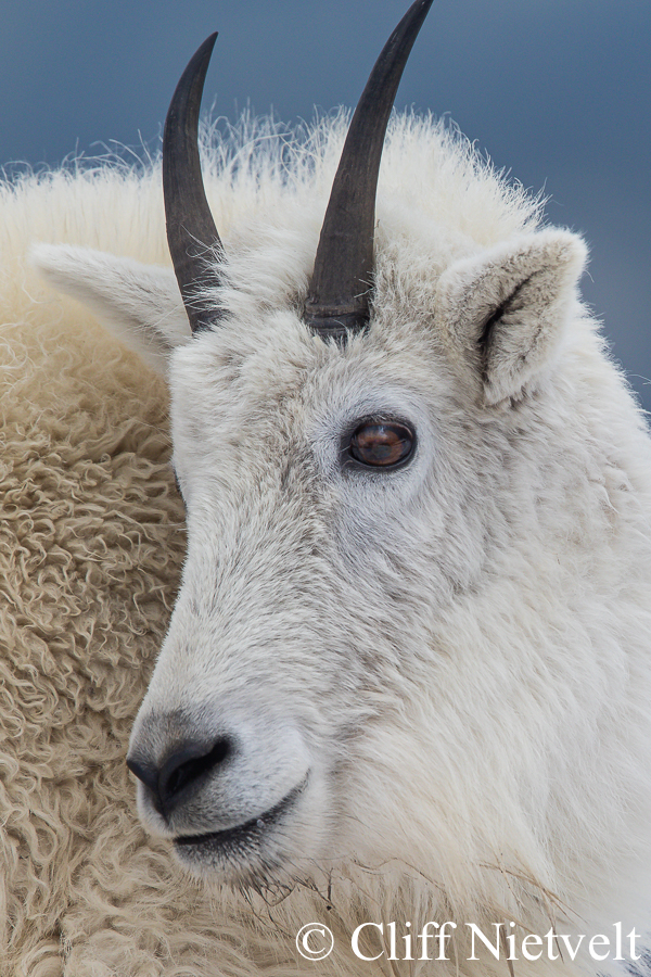 Nanny Mountain Goat Close-Up, REF: MTGO019