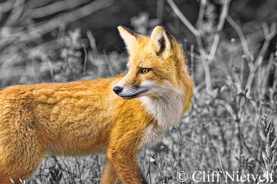 Red Fox Portrait, REF: RFOX001