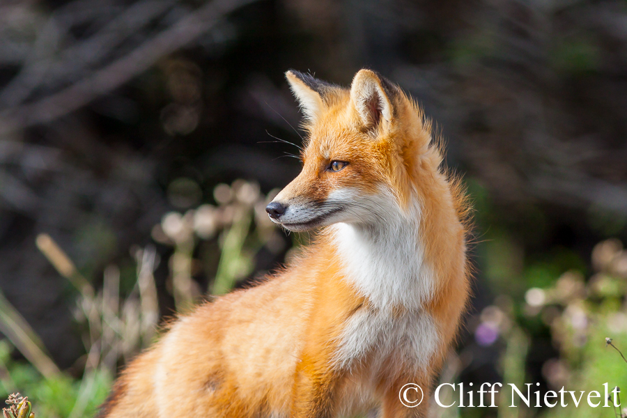 Red Fox on the Lookout, REF: RFOX002