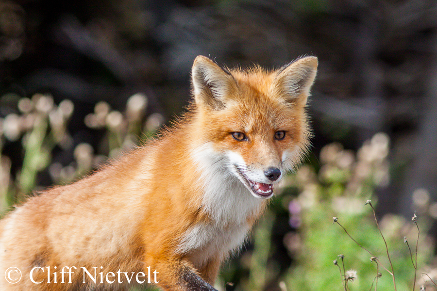 Red Fox on the Hunt, REF: RFOX003