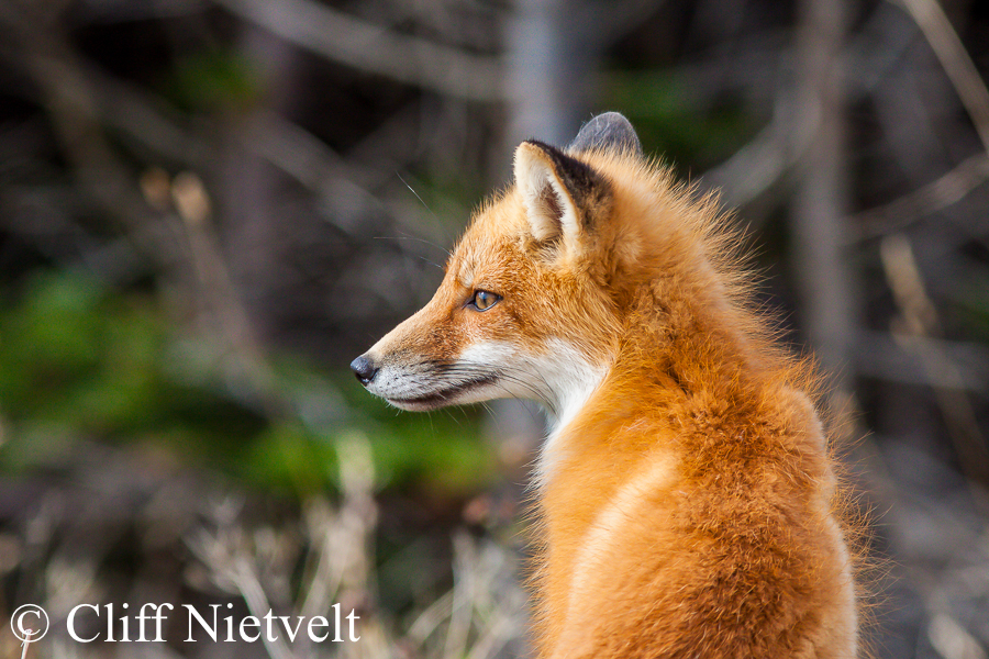 Red Fox Side Profile, REF: RFOX004