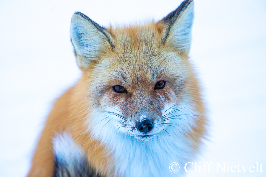 Winter Red Fox, REF: RFOX005