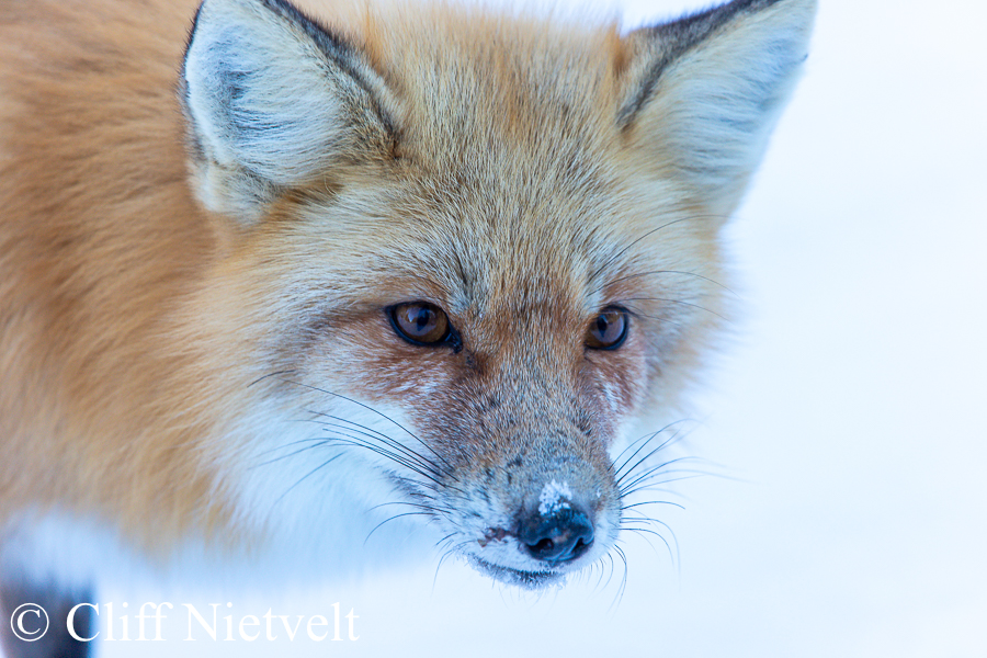 Red Fox on the Prowl, REF: RFOX006