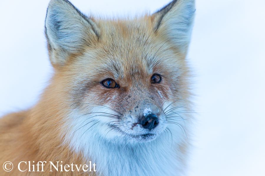 A Red Fox in His Winter Coat, REF: RFOX007