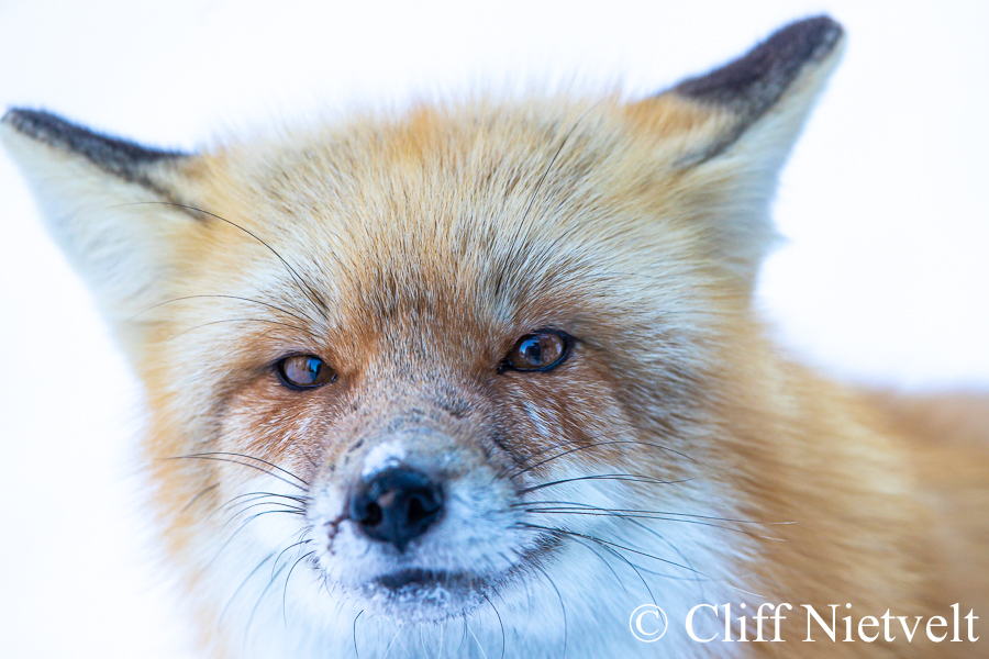 Curious Red Fox, REF: RFOX008