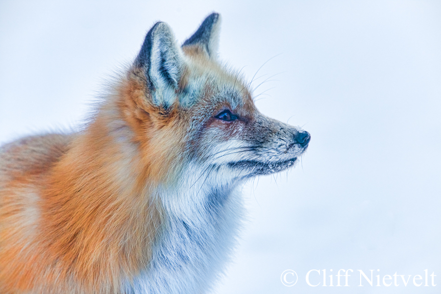 Red Fox in Winter, REF: RFOX009