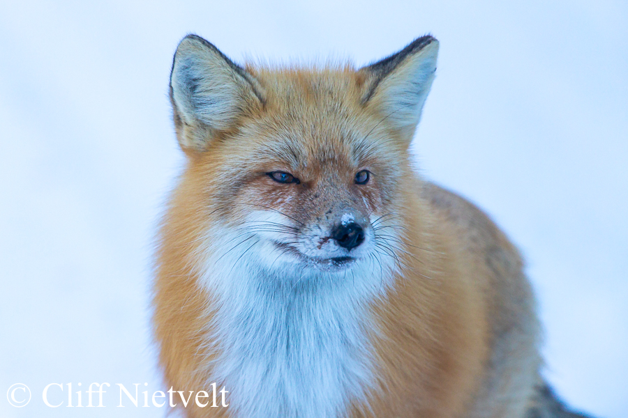 Sly Red Fox, REF: RFOX010