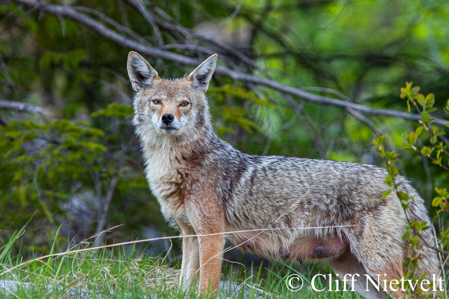 Female Coyote, REF: COYO003