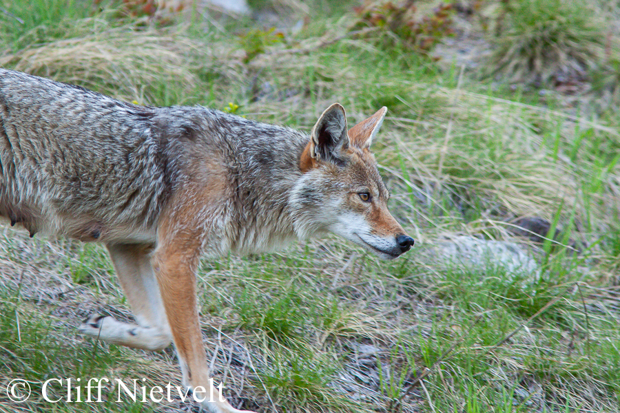 Female Coyote on the Move, REF: COYO004