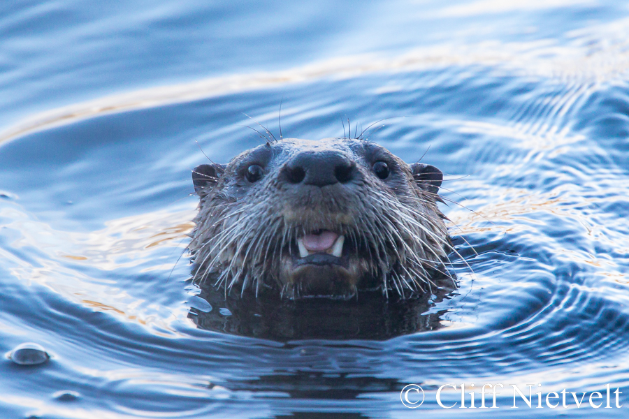 Smiling Otter, REF: OTT003