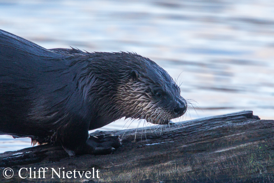 Otter Eating, Southwestern British Columbiat REF: OTT005