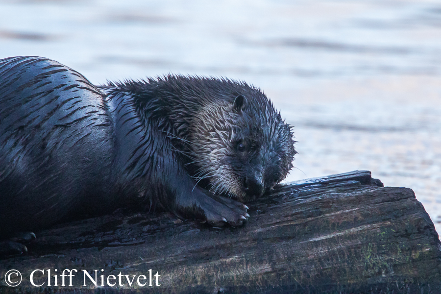 Otter Rubbing, Southwestern British Columbia REF: OTT005