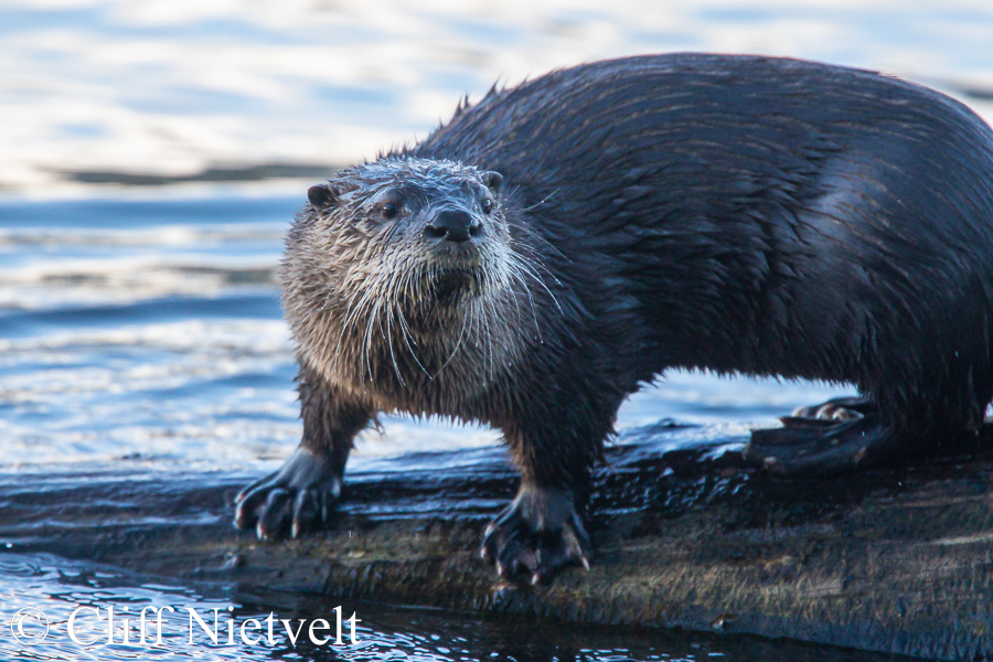 An Alert Otter, Southwestern British Columbia REF: OTT006