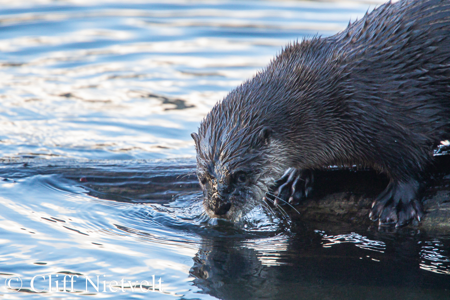 An Otter Drinking, Southwestern British Columbia REF: OTT007