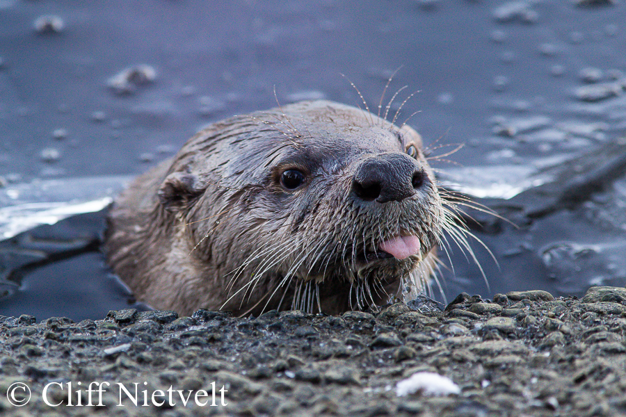 Otter Tongue, REF: OTT013