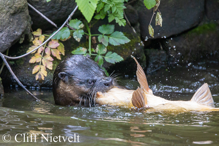 An Otter With a Carp, REF: OTT017