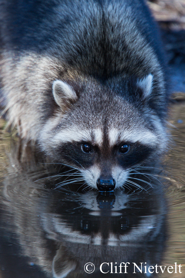 Raccoon Reflection, REF: RACC006