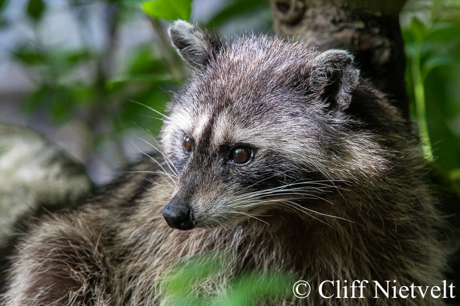 Portrait of an Old Raccoon, REF: RACC017