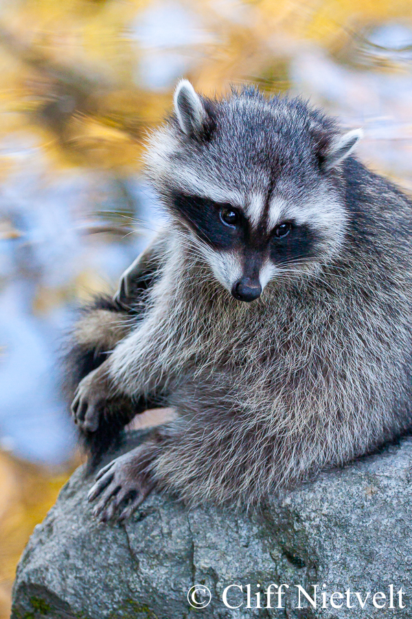Autumn Raccoon, REF: RACC037