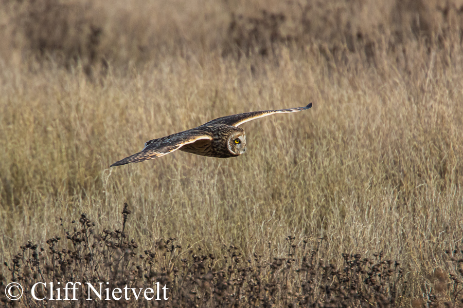 Short-Eared Owl Flying Over Meadow #1, REF: RAPT003