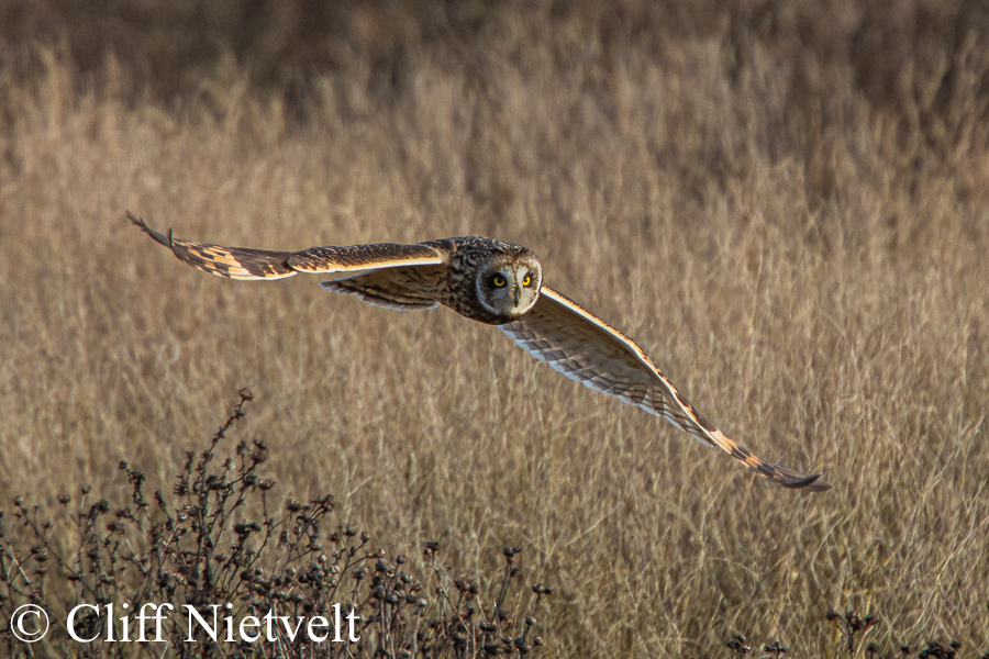 Short-Eared Owl Flying Over Meadow #2, REF: RAPT004
