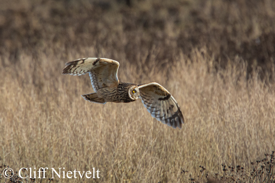 Short-Eared Owl Flying Over Meadow #3, REF: RAPT005