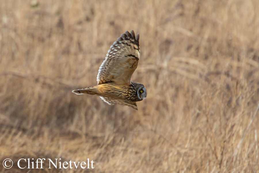 Short-Eared Owl On The Hunt, REF: RAPT007