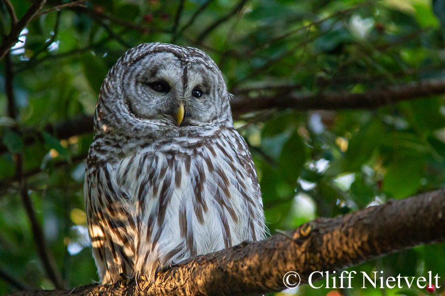 Barred Owl Perched, REF: RAPT008