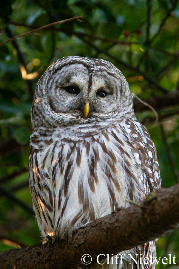 Restful Barred Owl, REF: RAPT009