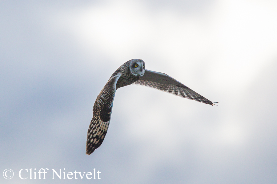 Short-Eared Owl At Full Speed, REF: RAPT011