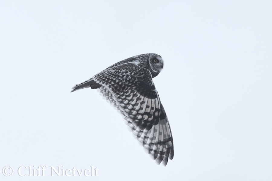 Short-Eared Owl Full Flight, REF: RAPT012