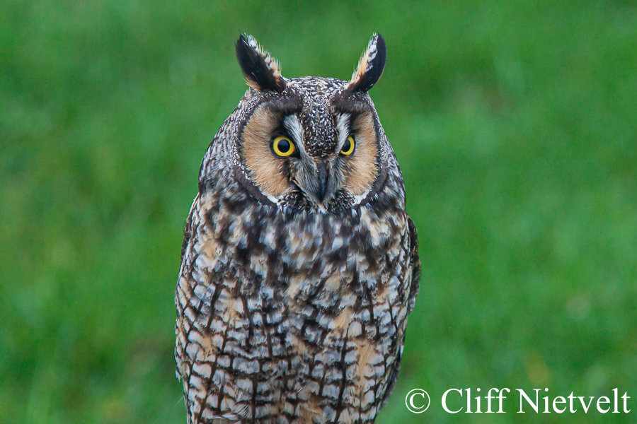 Noble Owl, REF: RAPT018
