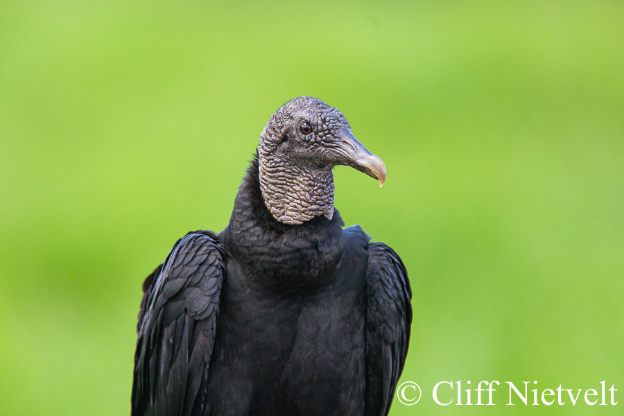 Black Vulture Portrait, REF: RAPT019
