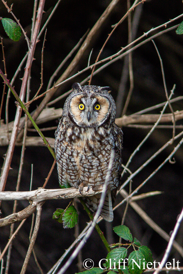 Long-Earred Owl in the Thickets, REF: RAPT023