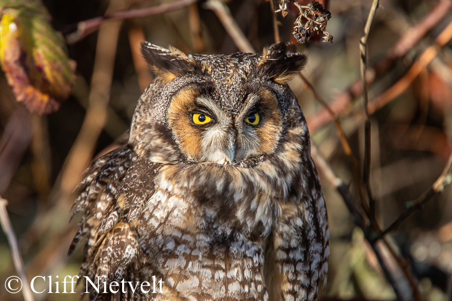 Long-Earred Owl Resting, REF: RAPT025