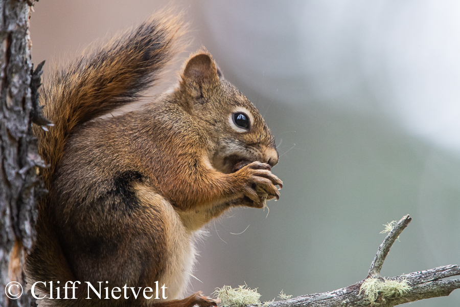 Red Squirrel Eating a in a Tree, REF: SMAMA004