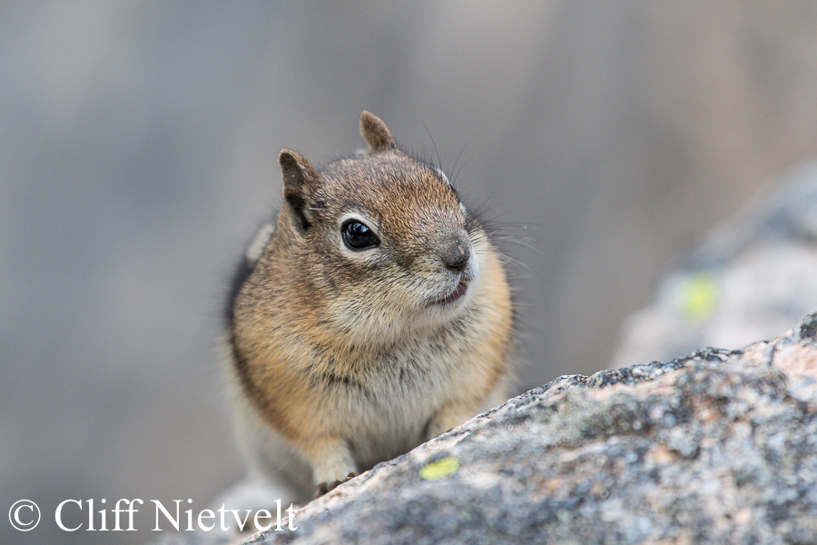 Golden-Mantled Ground Squirrel on a Rock, REF: SMAMA008