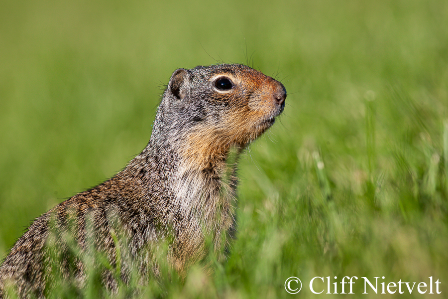 A Columbian Ground Squirrel Late in the Day, REF: SMAMA015